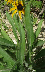 Rudbeckia missouriensis