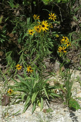Rudbeckia missouriensis
