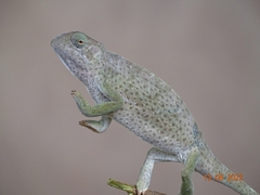 Chamaeleo senegalensis
