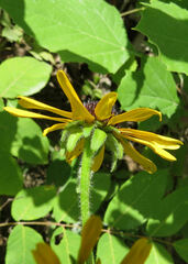 Rudbeckia missouriensis