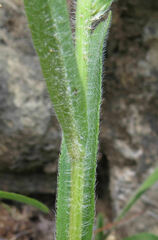 Rudbeckia missouriensis