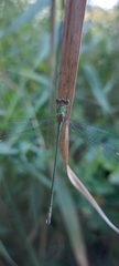 Chalcolestes viridis