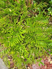 Zamia integrifolia