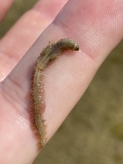 Alitta virens