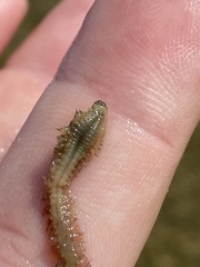 Alitta virens