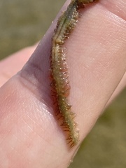 Alitta virens