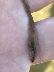 Alitta virens
