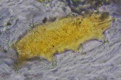 Image of Echiniscoides hoepneri
