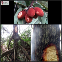 Myristica lowiana