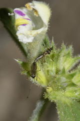 Gampsocoris