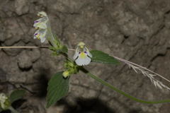 Galeopsis segetum