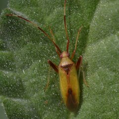 Creontiades rubrinervis