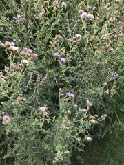 Cirsium andersonii