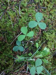 Trifolium calcaricum