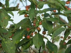 Malus baccata