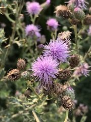 Cirsium andersonii
