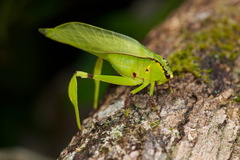 Cnemidophyllum lineatum