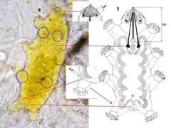Echiniscoides hoepneri