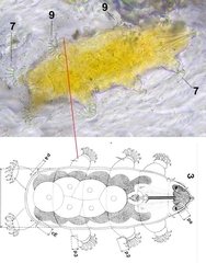 Echiniscoides hoepneri