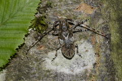 Mesosa nebulosa
