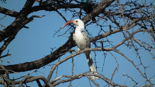 Tockus damarensis