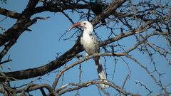 Tockus damarensis
