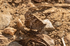 Hipparchia statilinus