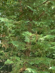 Chamaecyparis pisifera