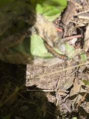 Omphalocera munroei