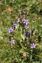 Gentianella caucasea