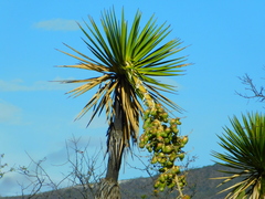 Yucca mixtecana