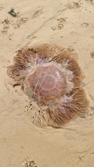 Cyanea capillata