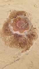 Cyanea capillata