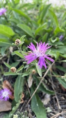 Centaurea jacea