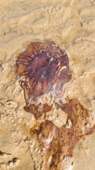 Cyanea capillata