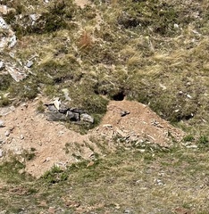 Marmota marmota