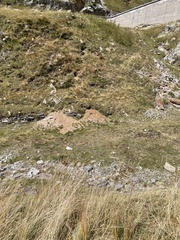 Marmota marmota