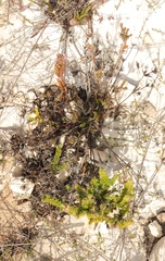 Centella brachycarpa