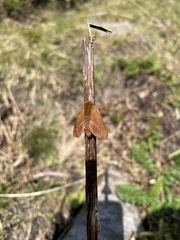 Malacosoma alpicolum