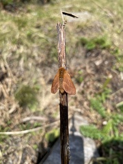 Malacosoma alpicolum