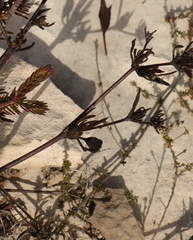 Centella brachycarpa