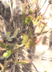 Centella brachycarpa