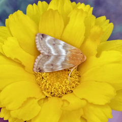 Schinia miniana
