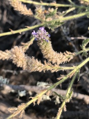 Verbena lasiostachys