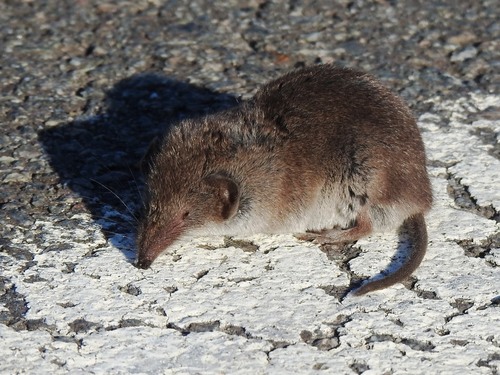Greater White-toothed Shrew, 4306 Nieuwerkerk, Netherlands, photo 8 of 10