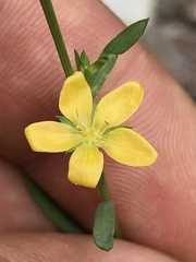 Linum neomexicanum