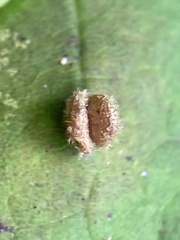 Dasineura communis