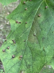 Dasineura communis