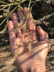 Verbena lasiostachys