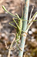 Steropleurus